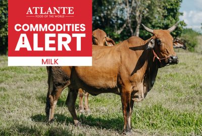 Dairy cow in an open field, used for Atlante’s summer 2025 milk commodity alert.
