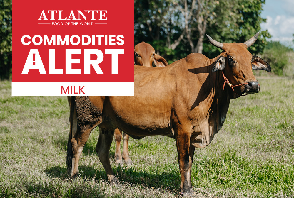 Dairy cow in an open field, used for Atlante’s summer 2025 milk commodity alert.